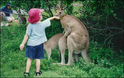 185-kangaroo.jpg