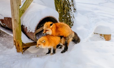 fox-breeding-animal-having-sex-260nw-1039527268.jpg