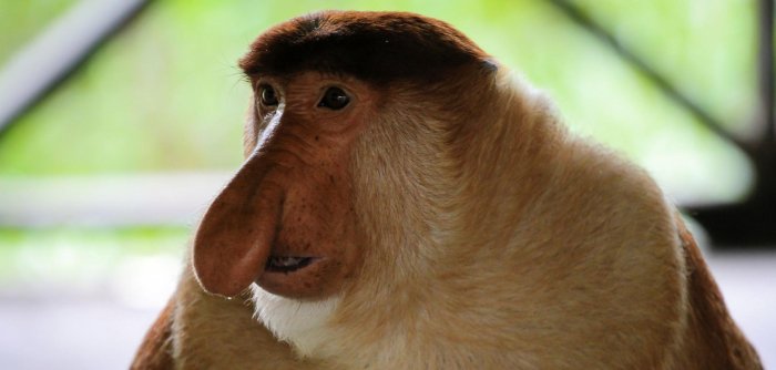 Portrait-of-mature-male-proboscis-monkey.jpg